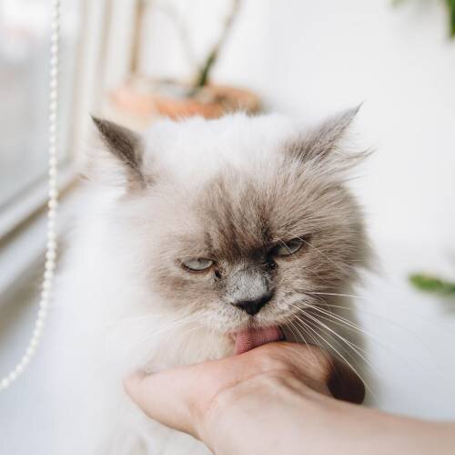 Симптомы сальмонеллеза у кошек: как распознать болезнь по признакам