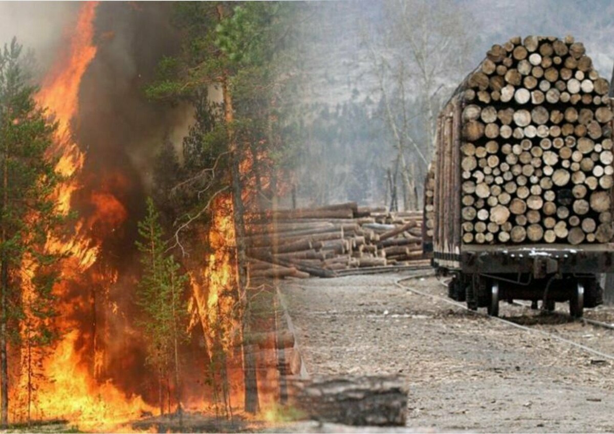 Автор: https://avatars.dzeninfra.ru/get-zen_doc/61014/pub_6305ea72b7ca3f0768128bb8_63060846e48e911cdebb68ac/scale_1200