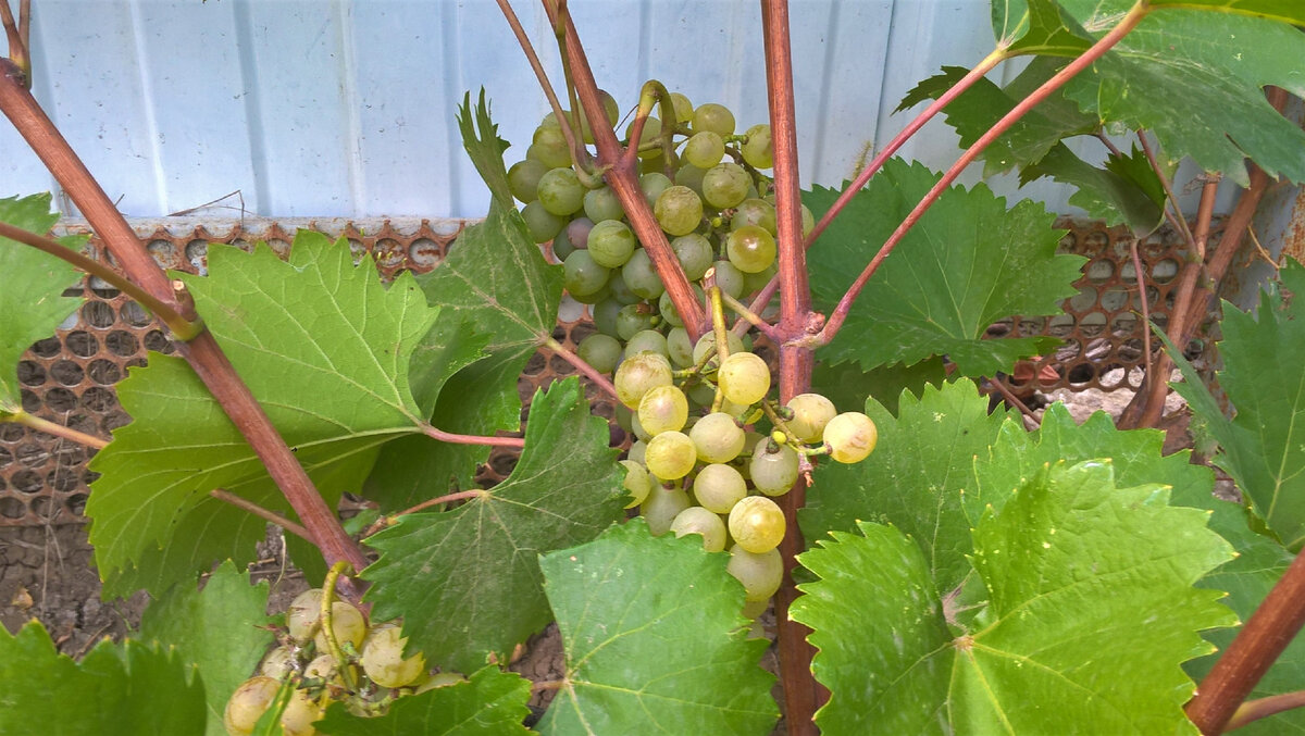 Виноград Кристалл