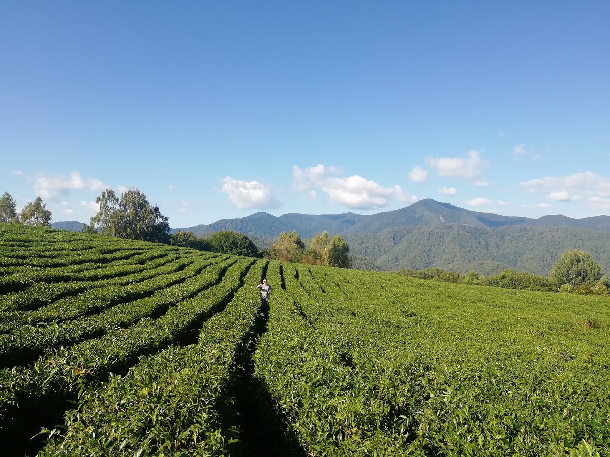 Чайные плантации Лыхны
