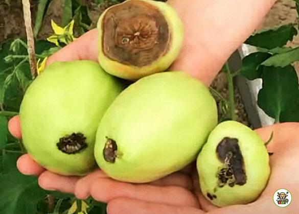 Вершинная гниль на томатах