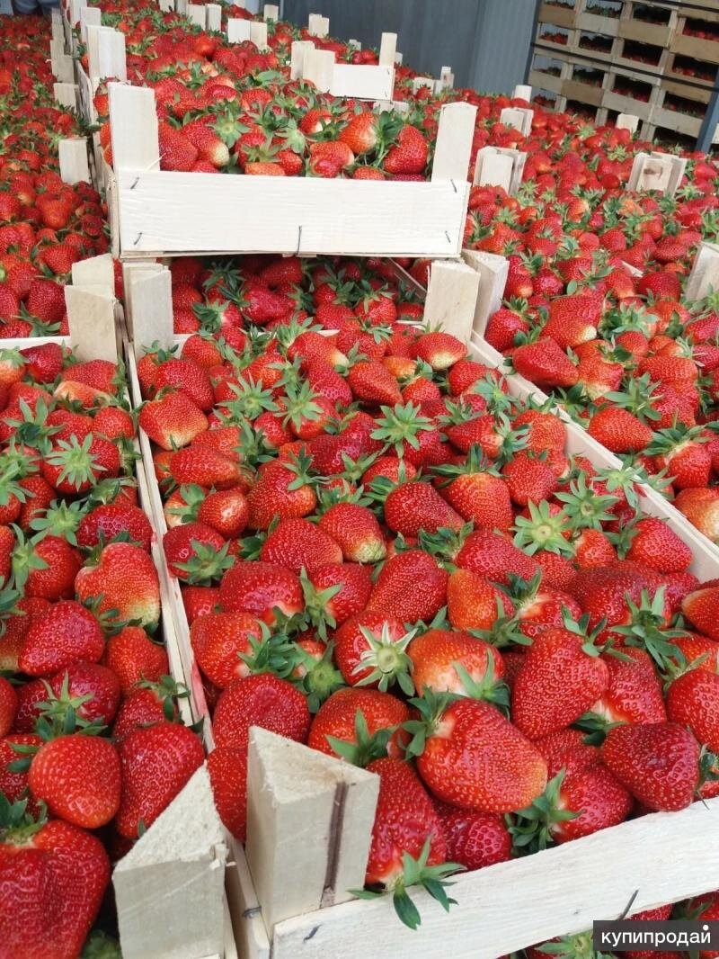 купить саженцы клубники в Краснодарском крае оптом 8(918)9773332