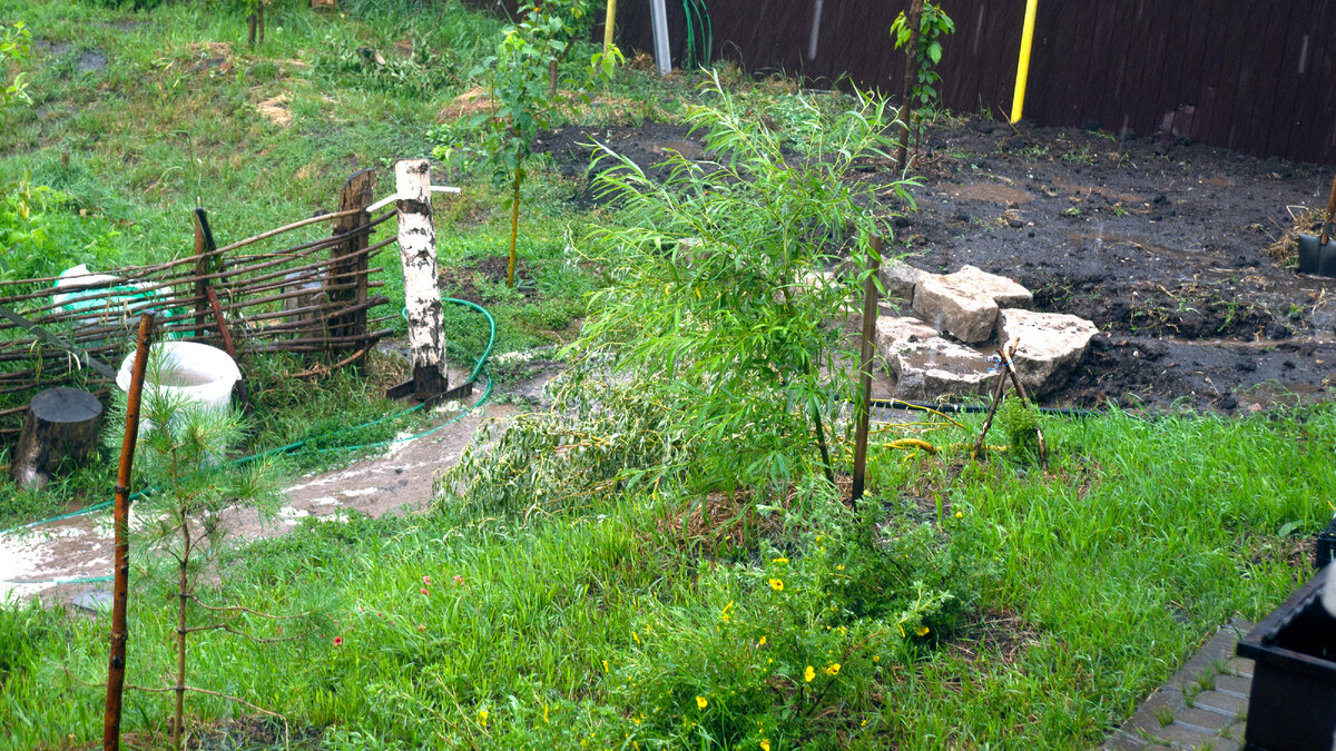 Вот это фото 2015 года, в мае мы купили иву Шаровидный Карлик. Это дерево от которого мы впоследствии избавились.