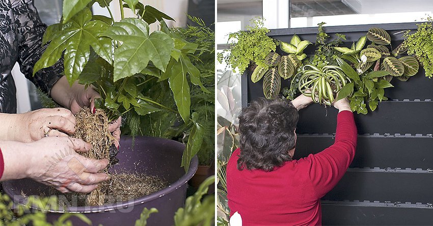 Преимущества вертикального озеленения