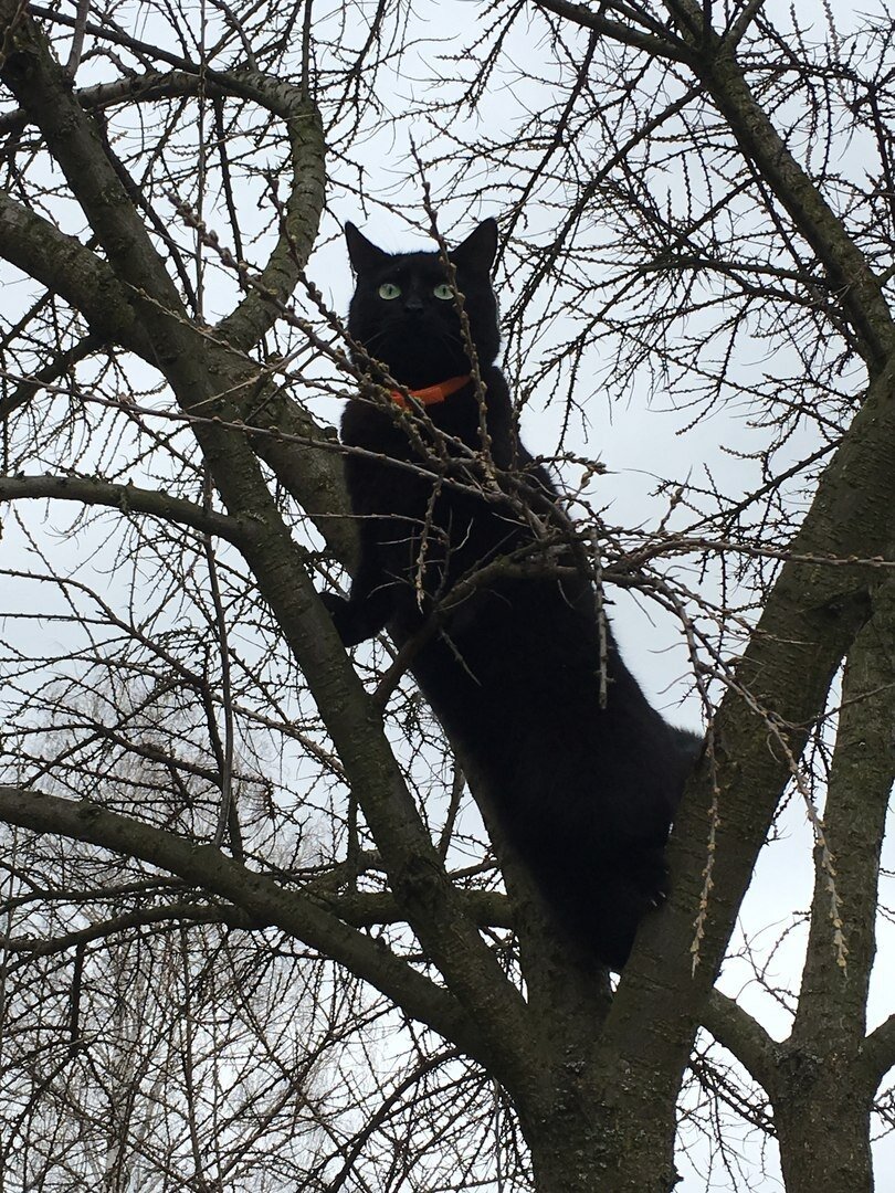 Так же от лейкоза из жизни ушла чёрная пантера (не буквально пантера) Ита, умудрившаяся в период обострения удрать из дома и больше не вернуться. Её останки удалось обнаружить лишь весной.