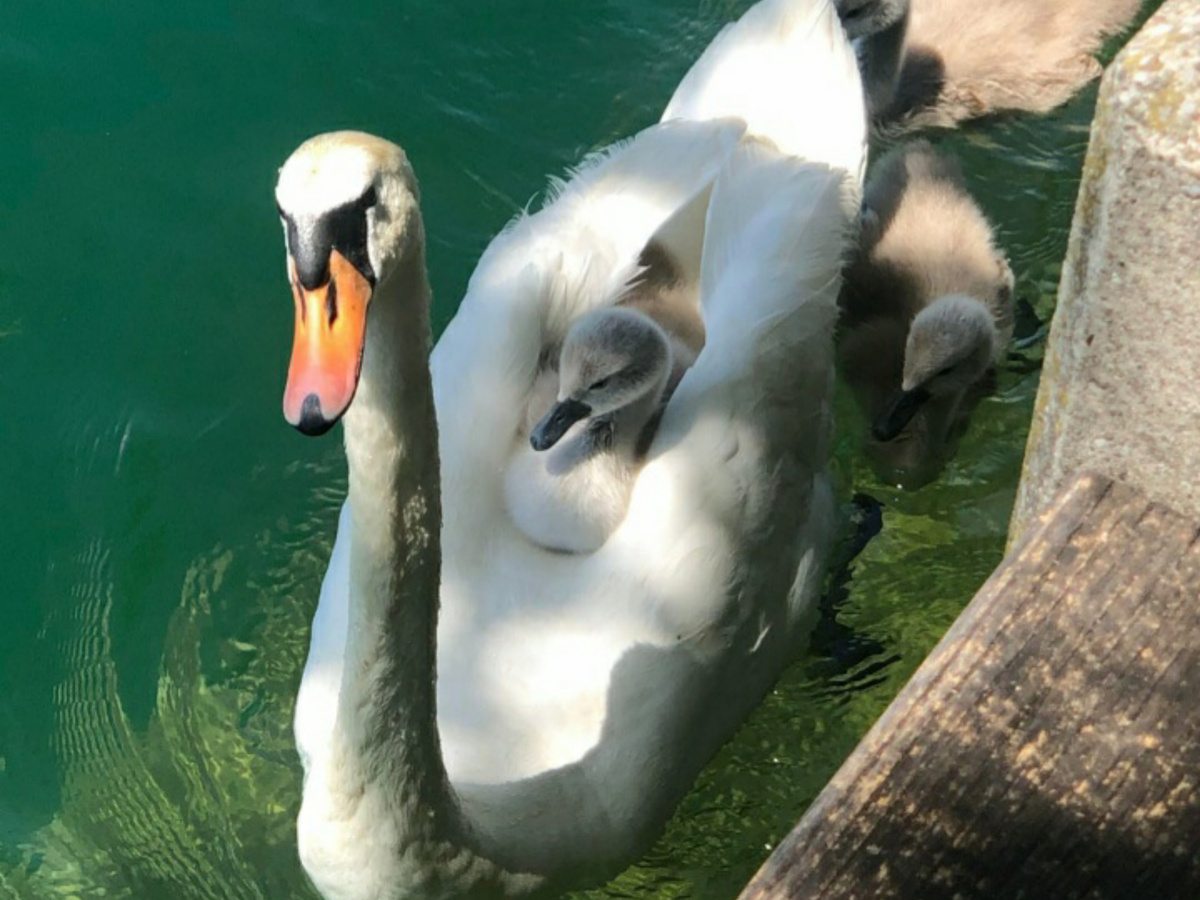 Под маминым крылом всегда уютно и тепло)