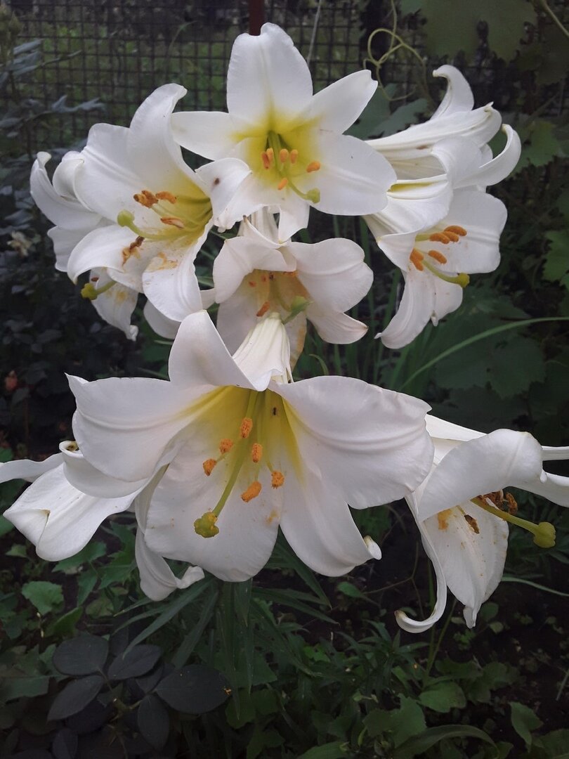 Лилия Трубчатая, сорт Regale Album