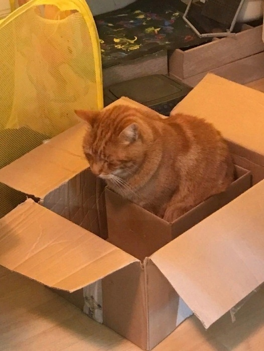 Кот в коробке в коробке)