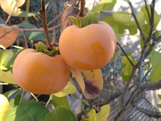 Фото из интернета. Вот такие примерно буду плоды.