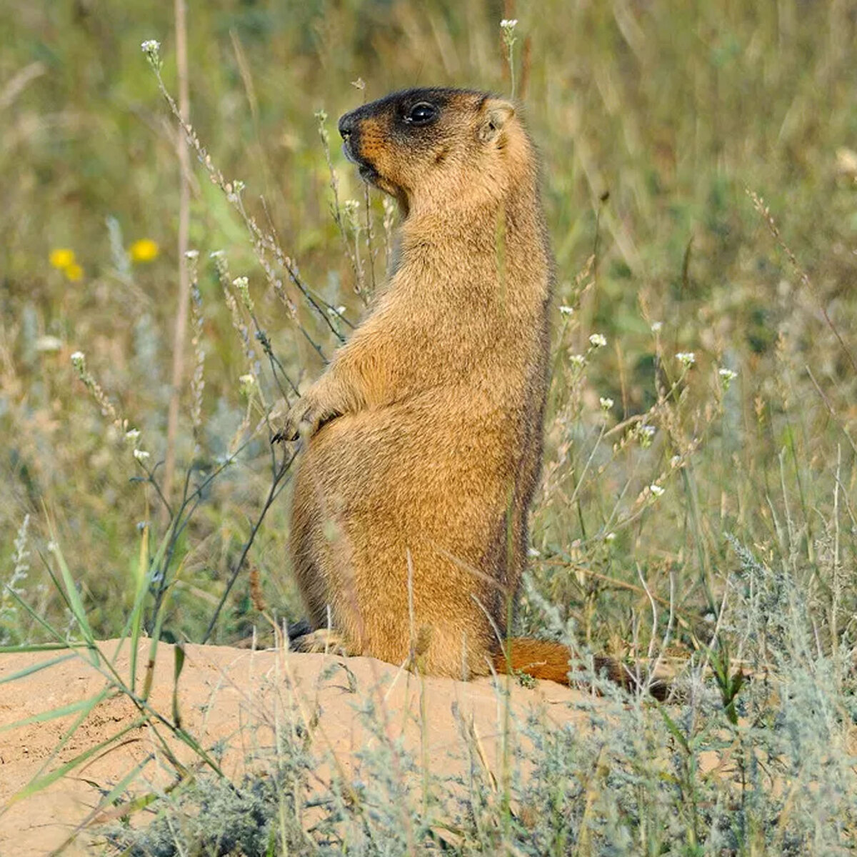 Байбак Степной