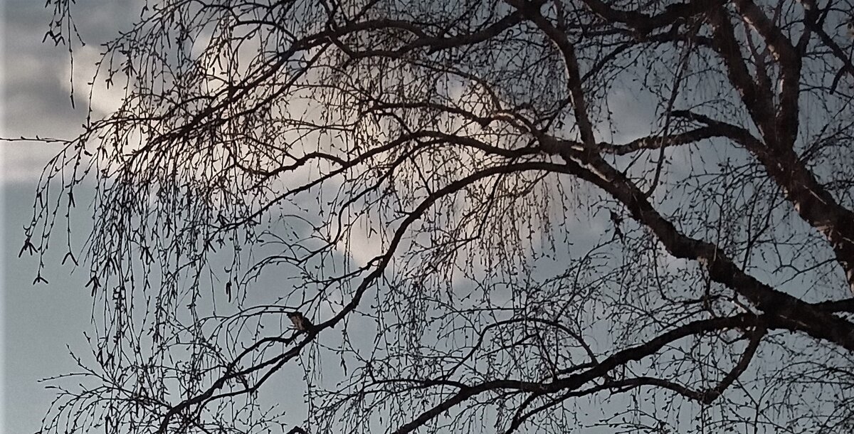                                               Глубокая осень. Фото автора канала.