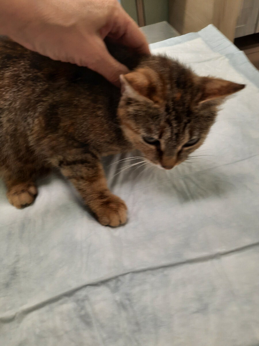 Отвезла в клинику.