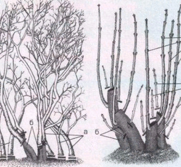 источник:яндекс картинки 