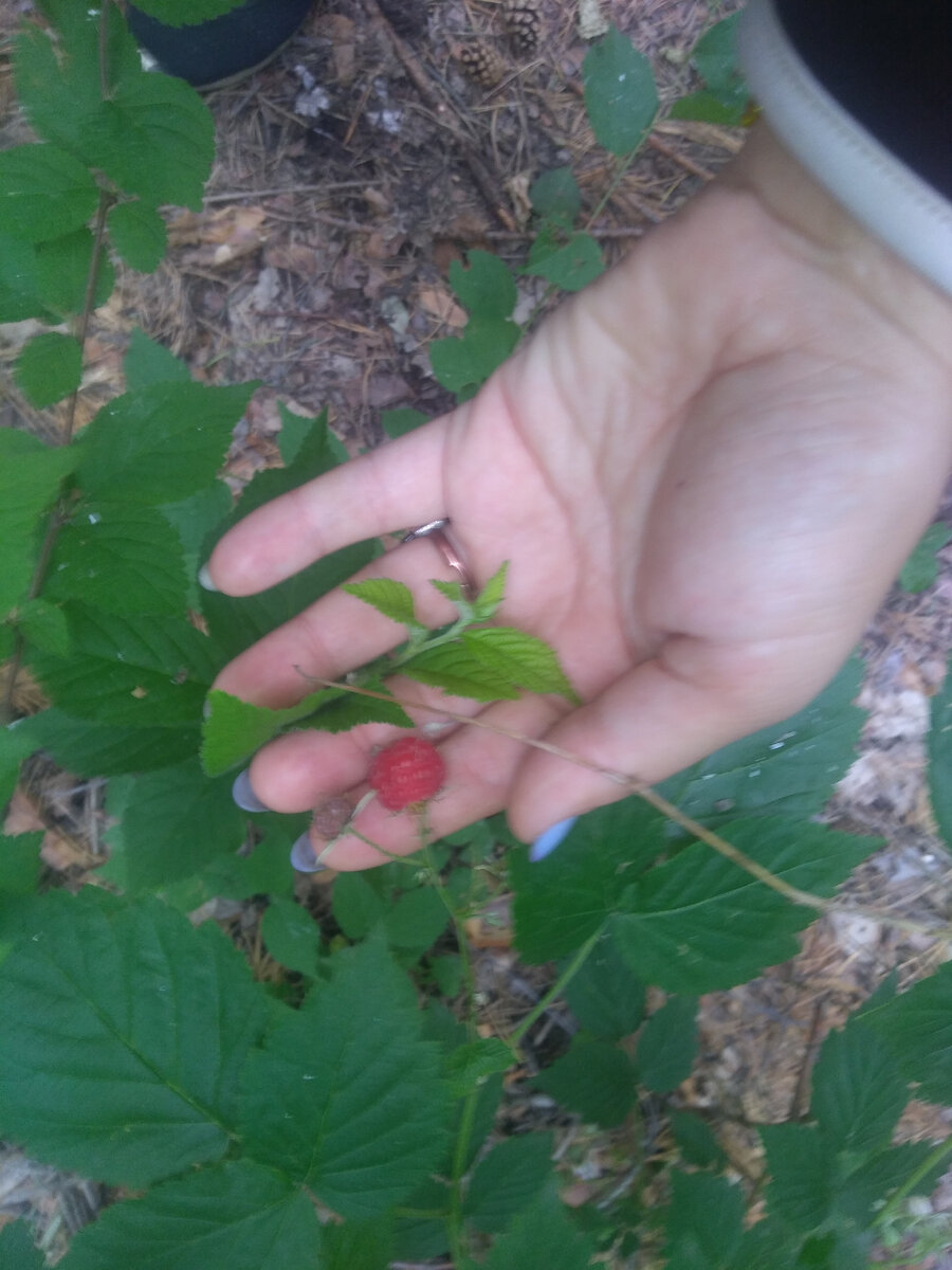 Малина лесная 