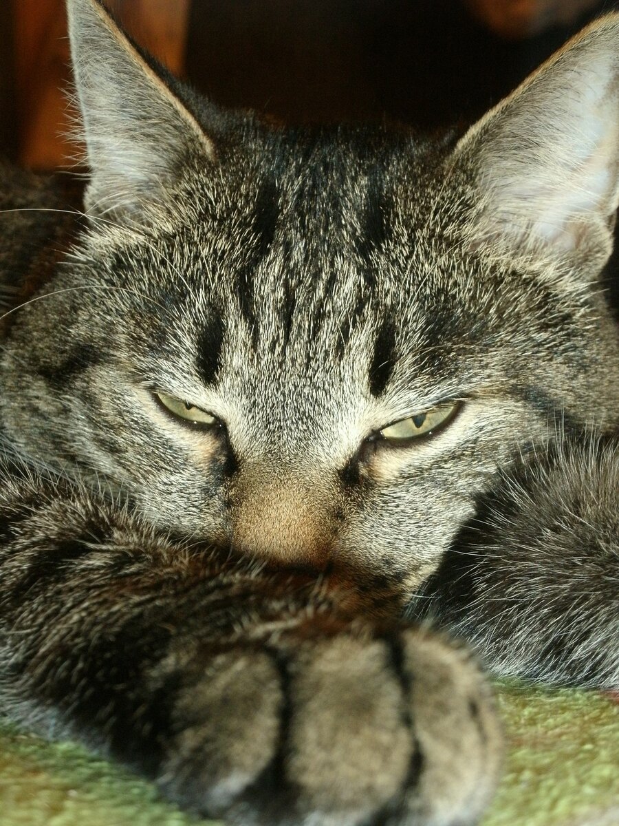 Котейка