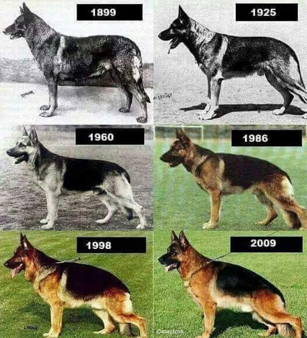 Picture Dog breeds, German shepherd dogs, Ddr german shepherd