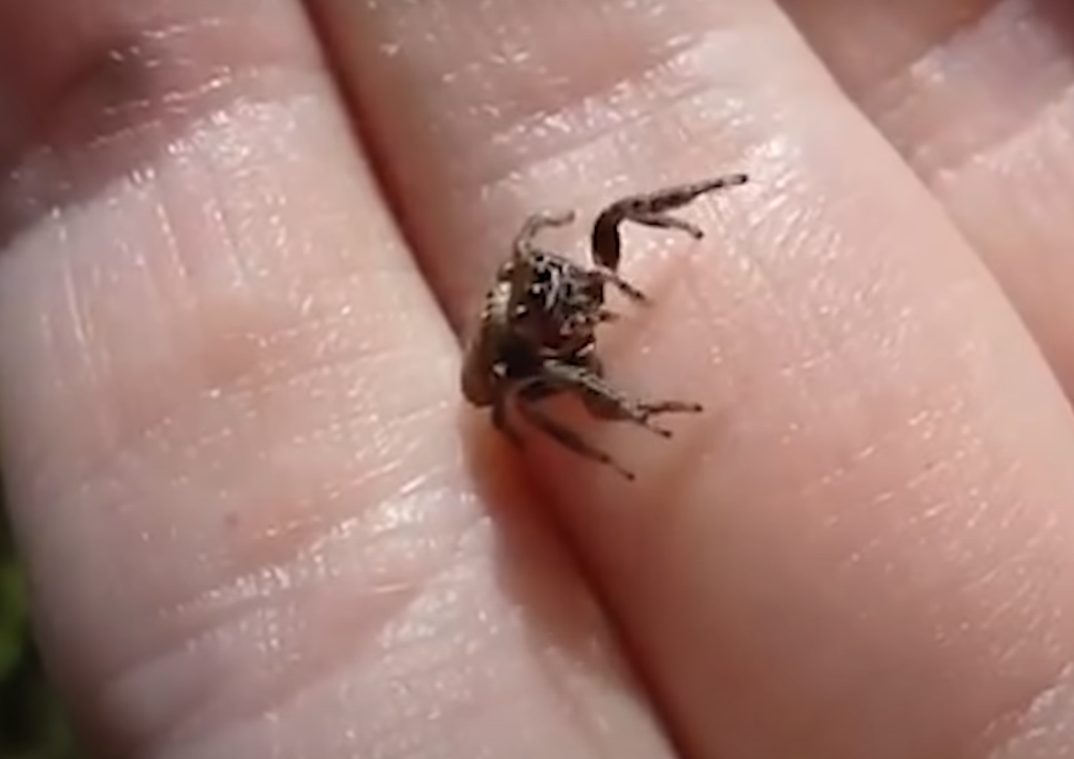 Паук-прыгун является одним из самых маленьких