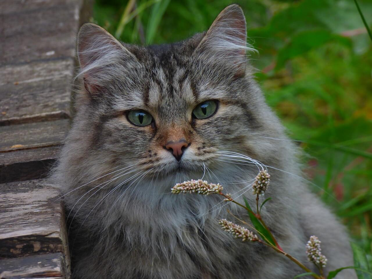 Лесная кошка купить. Норвежский Лесной кот. Норвежская длинношерстная Лесная кошка. Норвежский Лесной кот фото. 2 . Норвежская Лесная кошка.