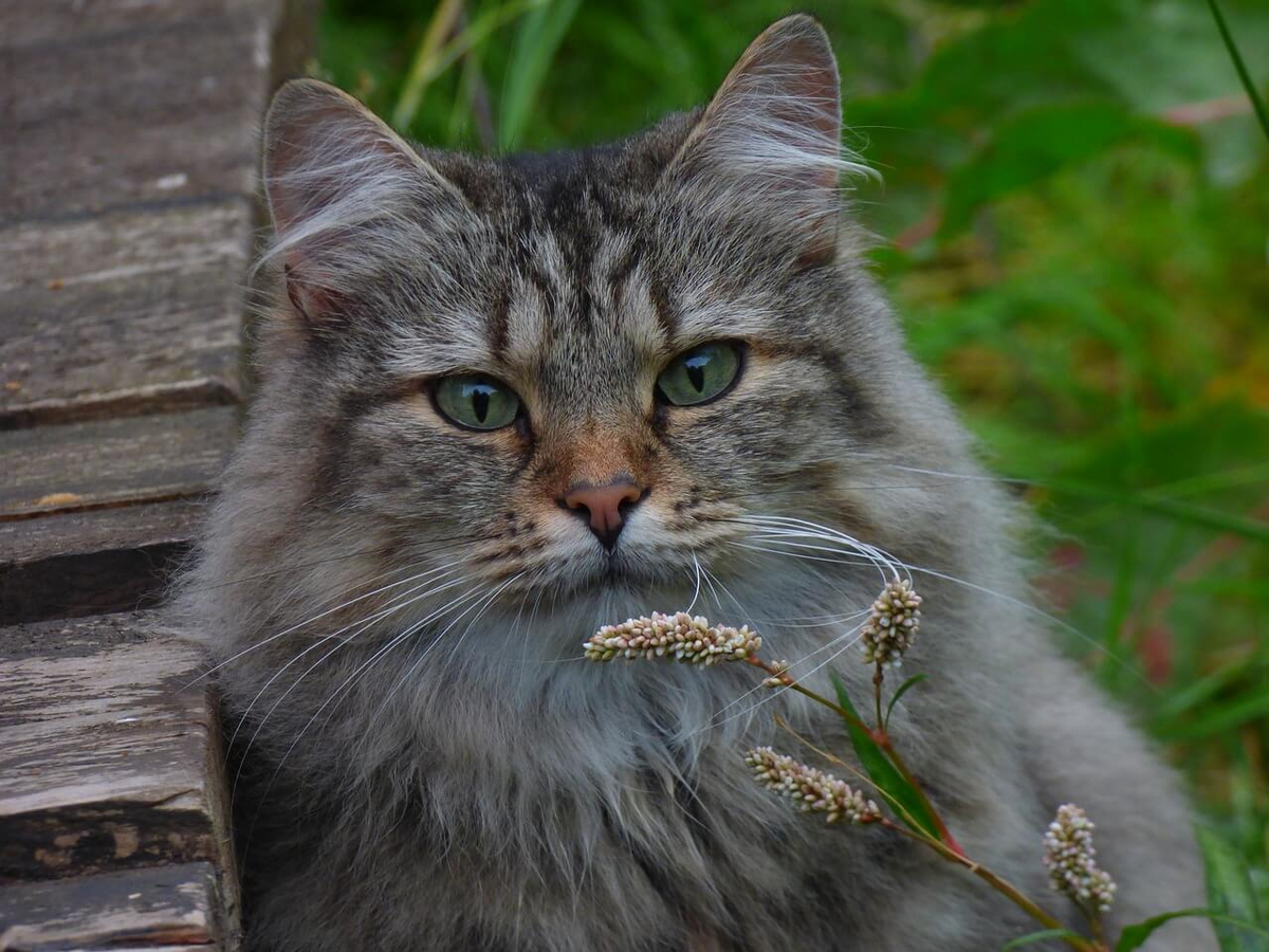 Норвежская кошка. Норвежский Лесной кот. Дикая Норвежская Лесная кошка. Норвегиан Форест Кэт. Норвежский Лесной кот фото.