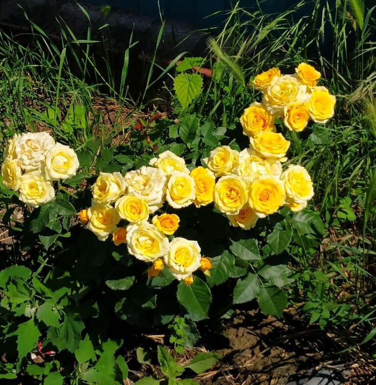 Розочка у калитки 