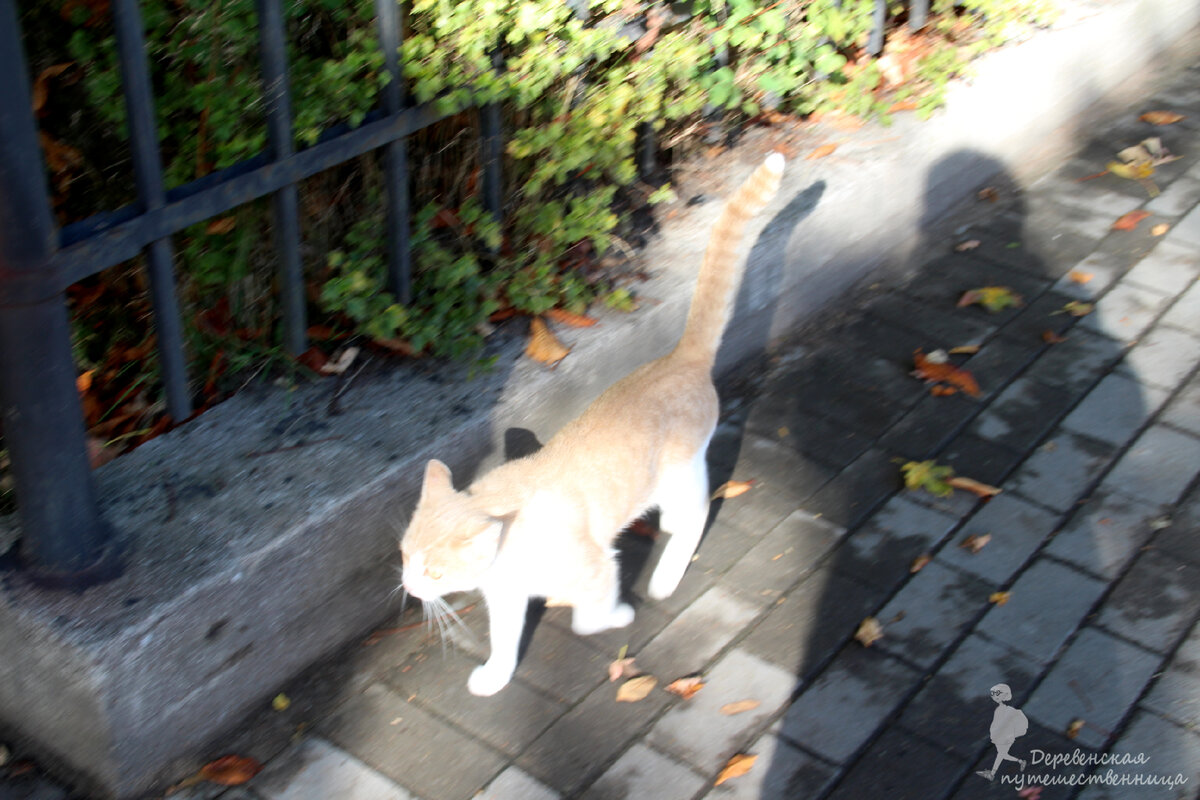 Наш компаньон на время прогулки по Амалиенау. Фото автора.