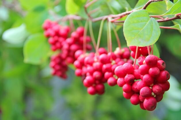 лимонник китайский : что с плодоношением