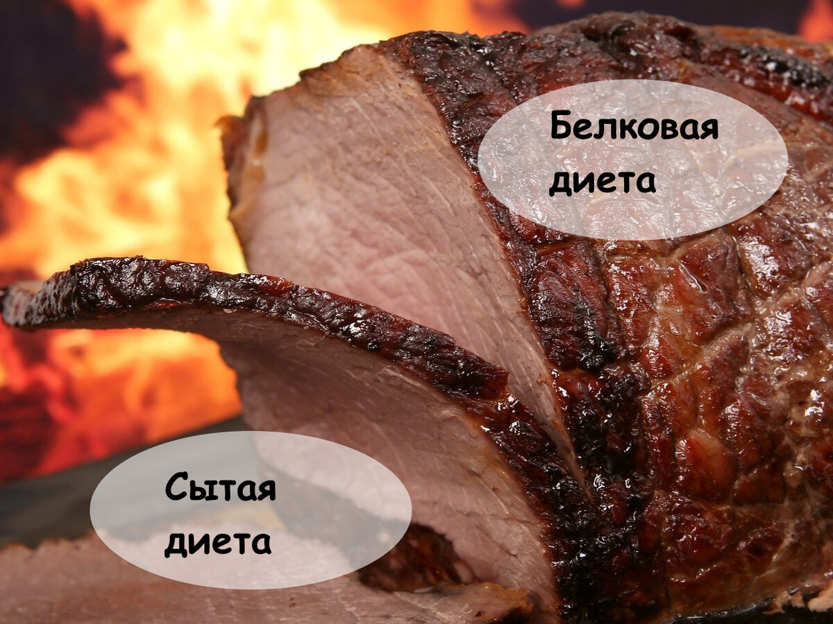 Белковая диета