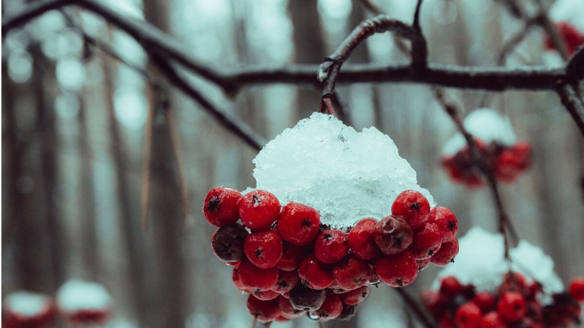 Красная рябина