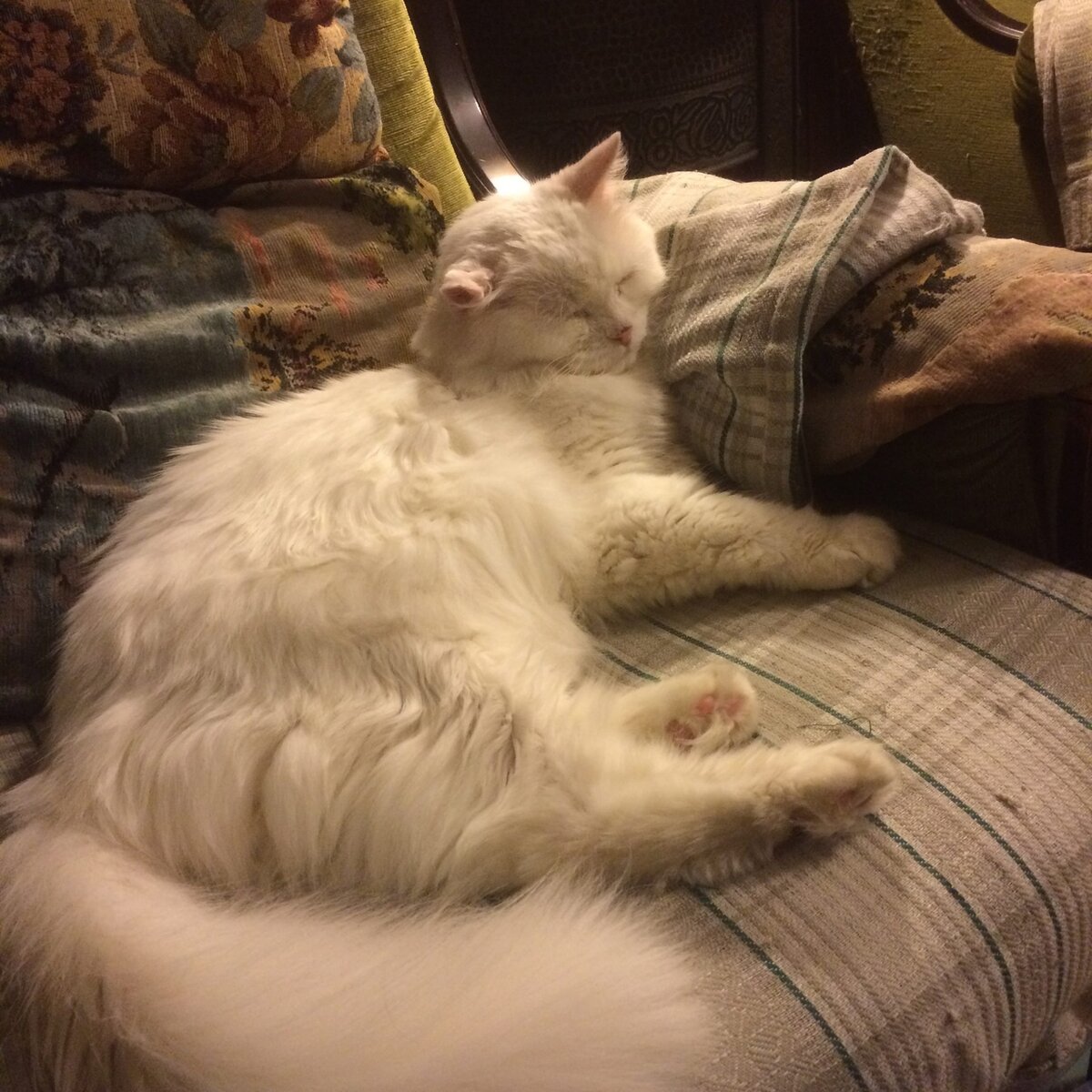 Юлий, январь 2018 г. фото автора