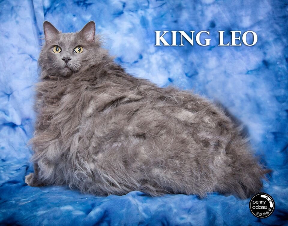 Спасенный кот. Источник фото: https://www.lifewithcats.tv/2014/08/06/king-leo-30-pound-matted-cat-gets-help/