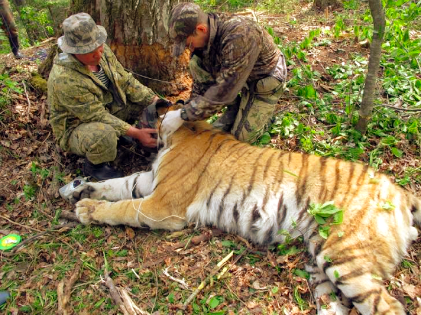 Учёные за работой по изучению тигра