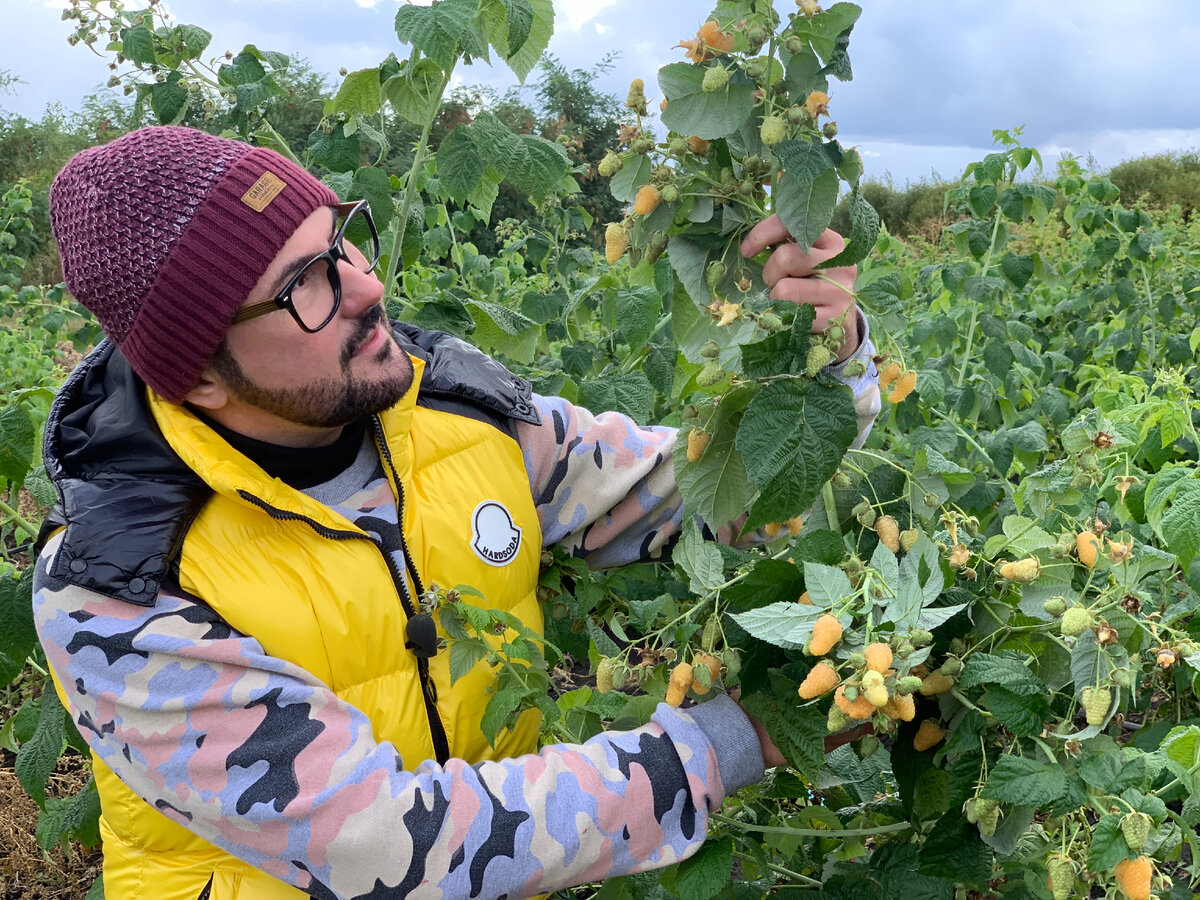 Малина светлячок. Саженцы малина желтый гигант. Малина heban. Малина светлячок. Малина желтоплодная желтый гигант.