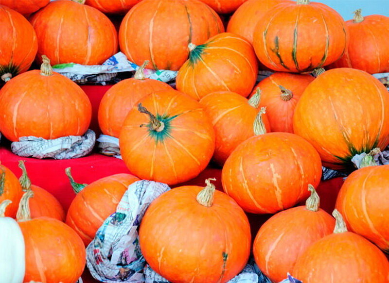 Pumpkin Pictures Pumpkin pictures, Pumpkin wallpaper, Planting pumpkins