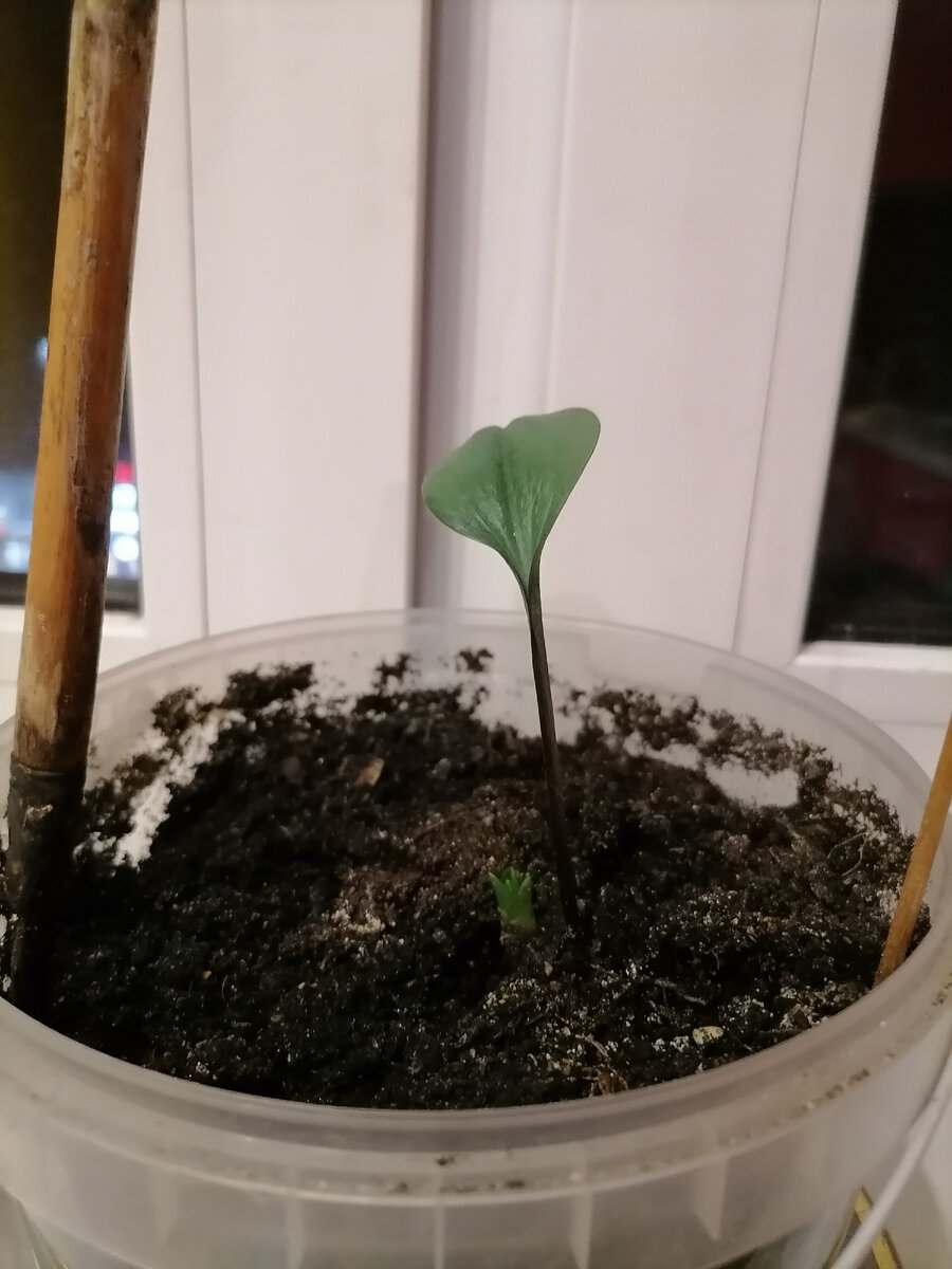 Осенью были посажены лилии. У меня даже лопата есть. Правда вариант микро. 