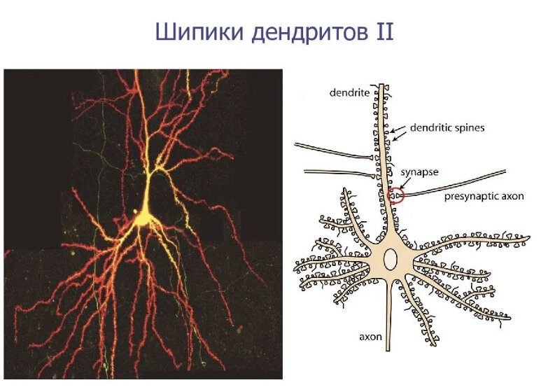 Нейрон, дендрит и шипики
