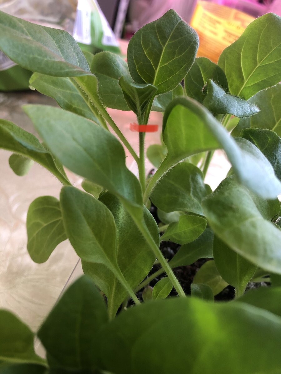 Рассада петунии