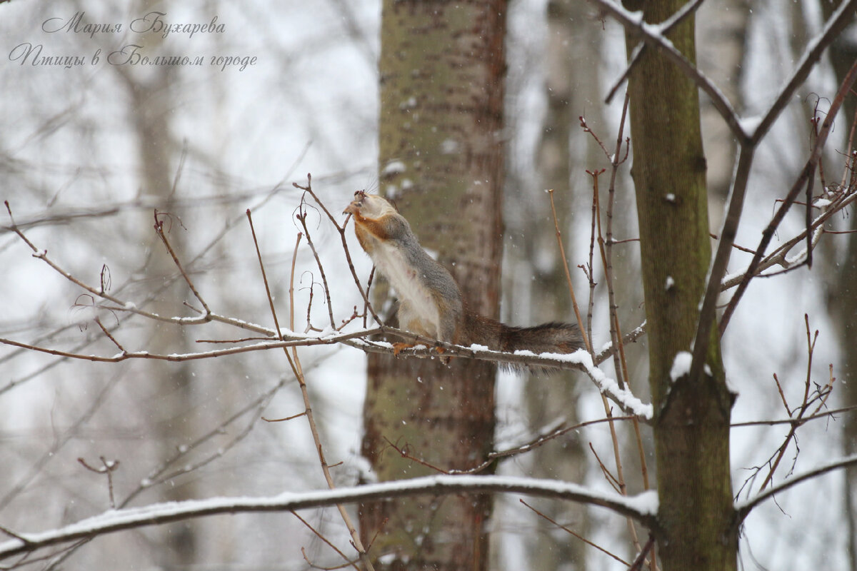 Белка ест почки