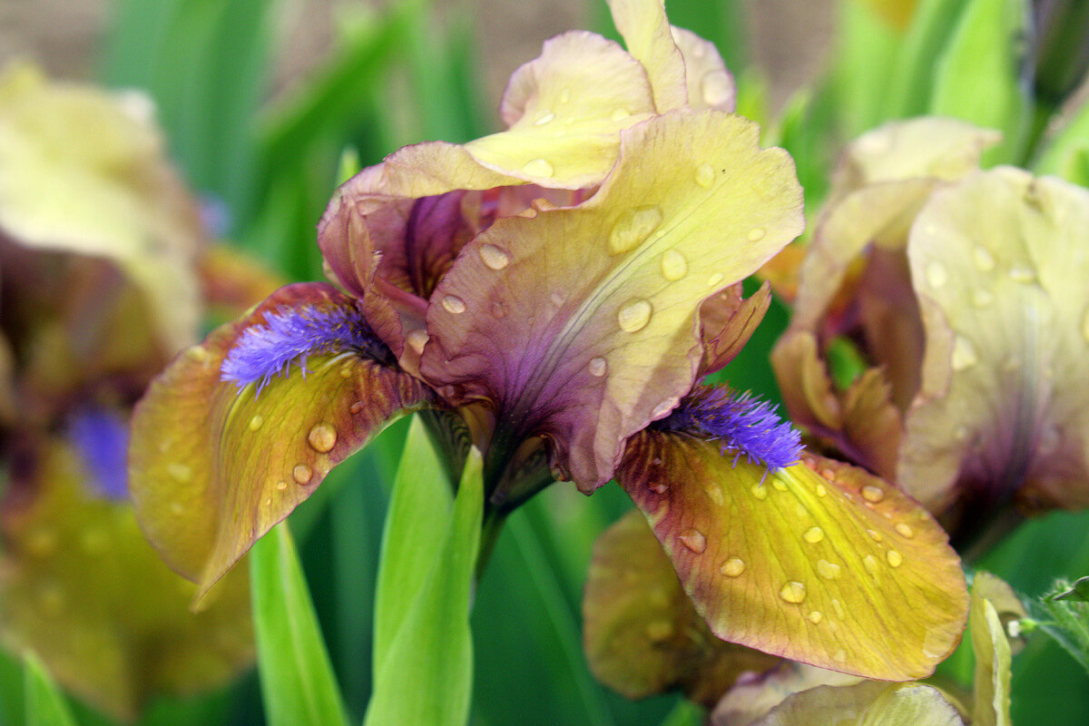 --ирис-ститчед-бьюти-германский. ирис лиловый бородатый. ирис доттед свисс. ирис keeno. ирис бородатый светло сиреневый.