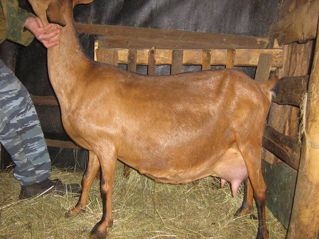 Грейс,которую приходилось сдаивать. Здесь уже здоровое вымя.