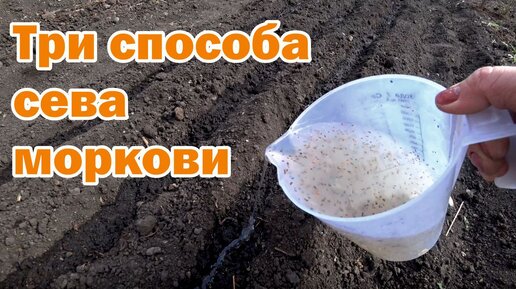 Посев моркови новыми способами