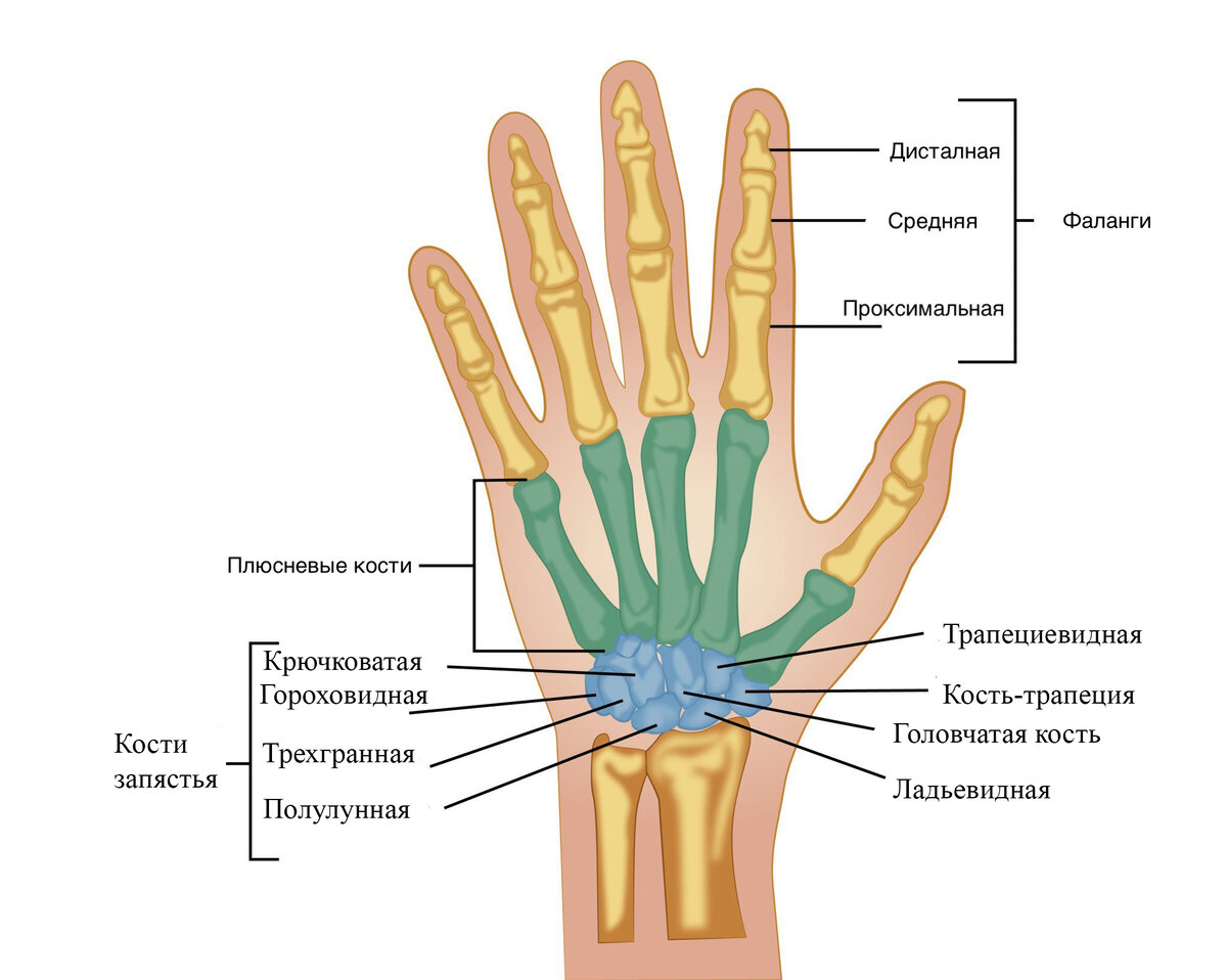 Схема кисти руки человека