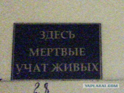 Здесь мертвых. Здесь мертвые учат живых. Здесь мертвые учат живых по латыни. Мёртвые учат живых на латыни. Здание здесь мёртвые учат живых.