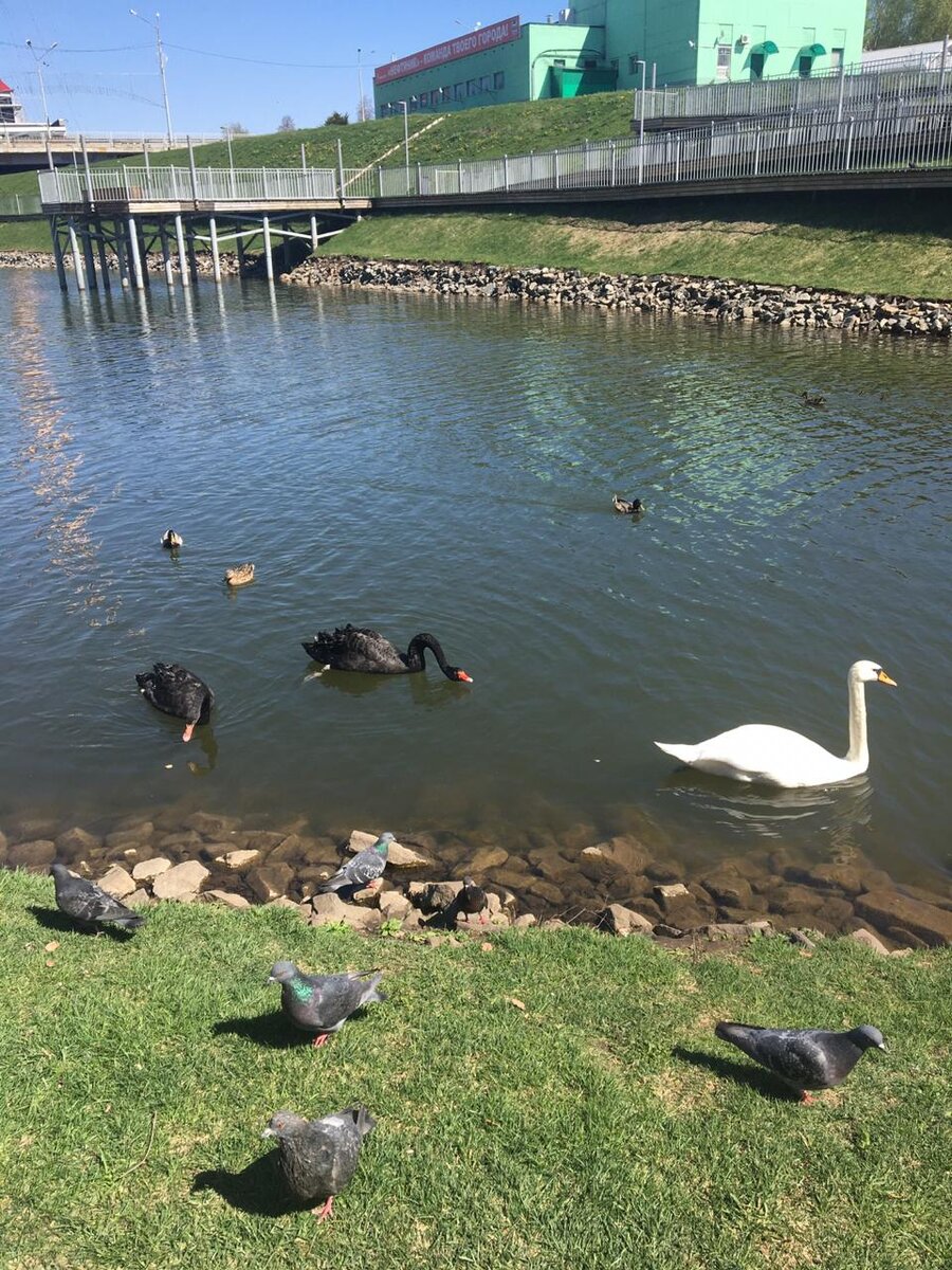 На Каскаде прудов г. Альметьевска