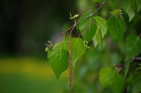 Береза повислая (Betula pendula)