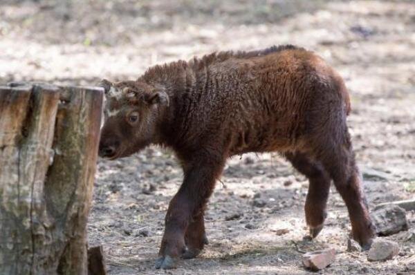 Источник фото: Ростовский зоопарк 