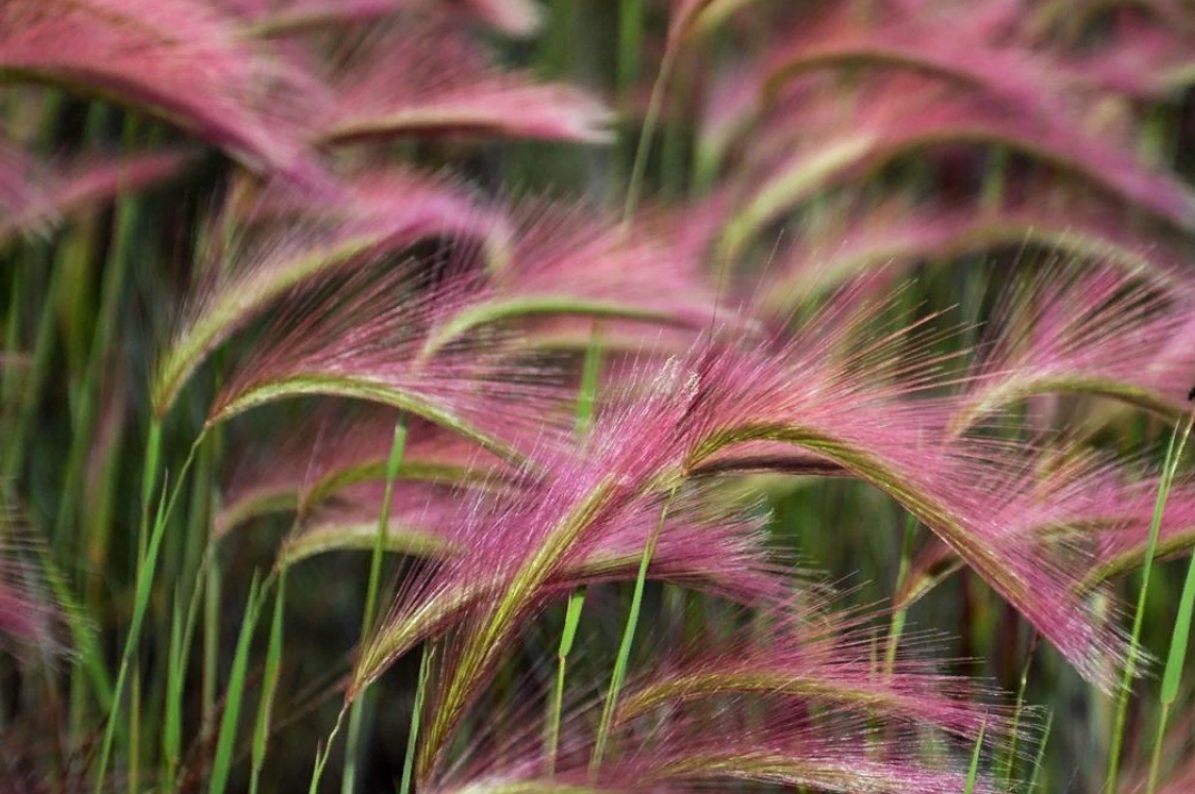 Декоративные злаковые украсят любой участок (источник фото: 7dach.ru)