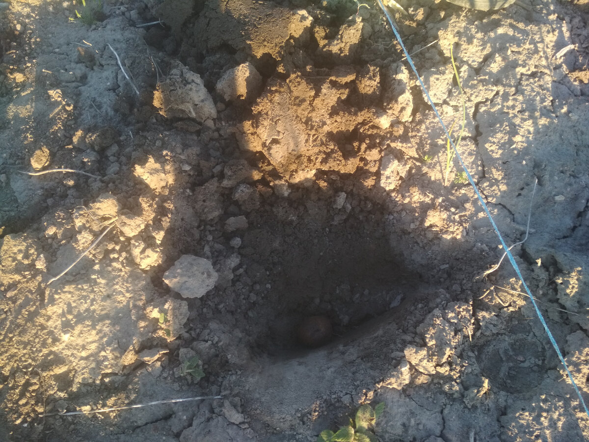 картошка в земле в лунке.