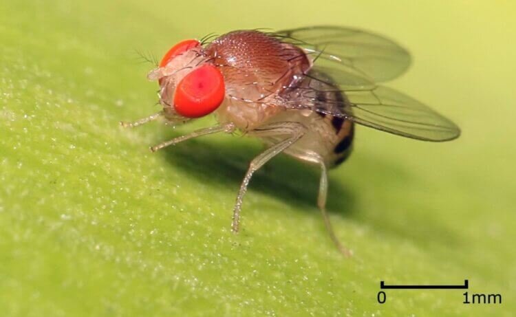 Некоторые мухи вырастают всего лишь до нескольких миллиметров