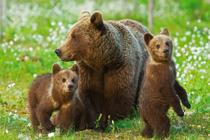 Бурый медведь Заказник «Южно-Камчатский», Камчатский край На Камчатском полуострове медведей около 21 тысячи – по одному мишке на пятнадцать местных жителей.