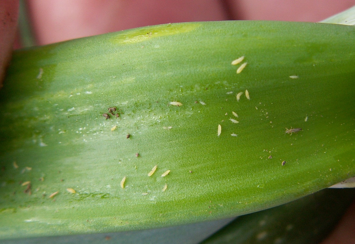 Листок, пораженный трипсами (источник: animalreader.ru)